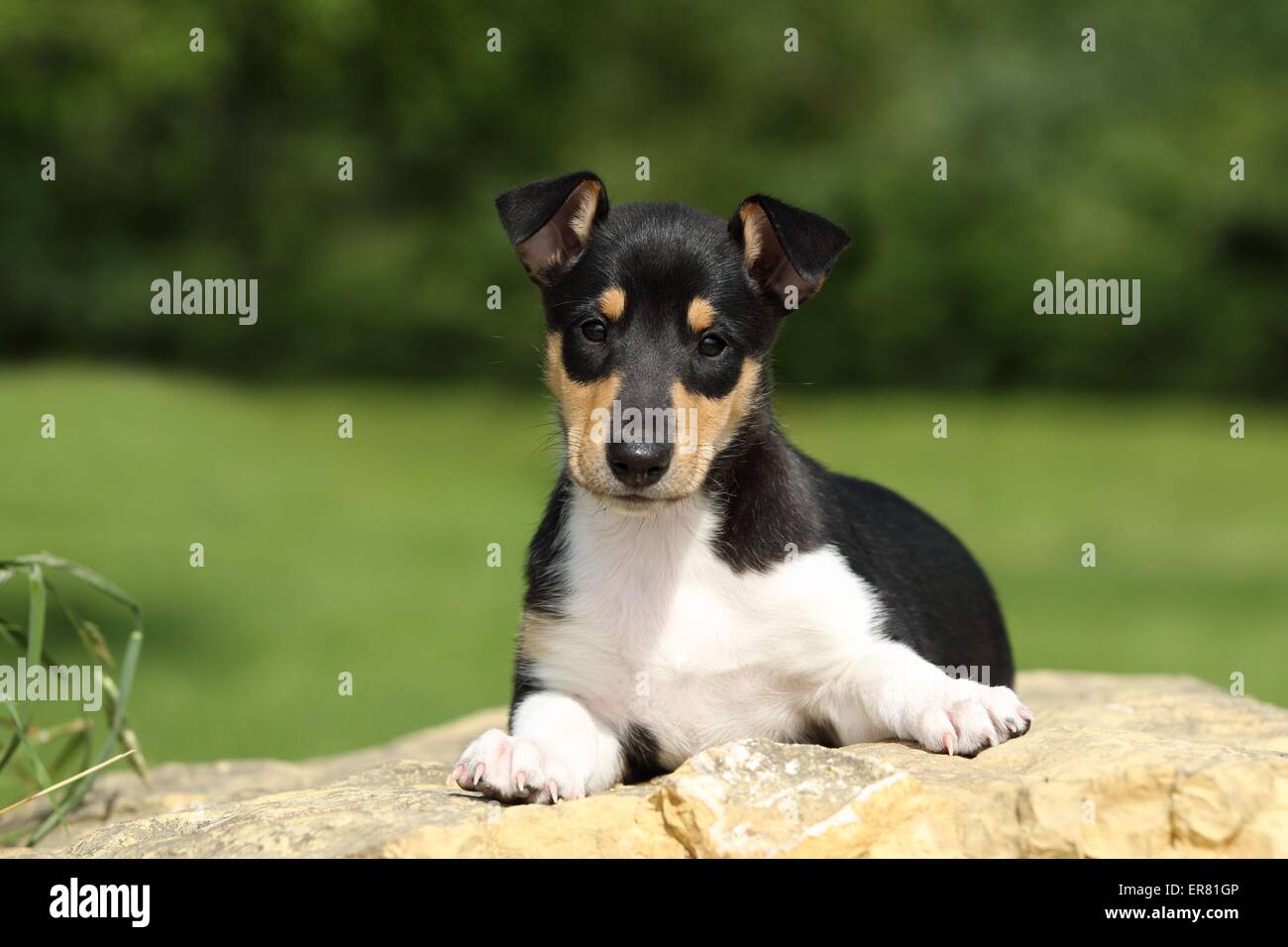 shorthaired Collie Puppy Stock Photo - Alamy