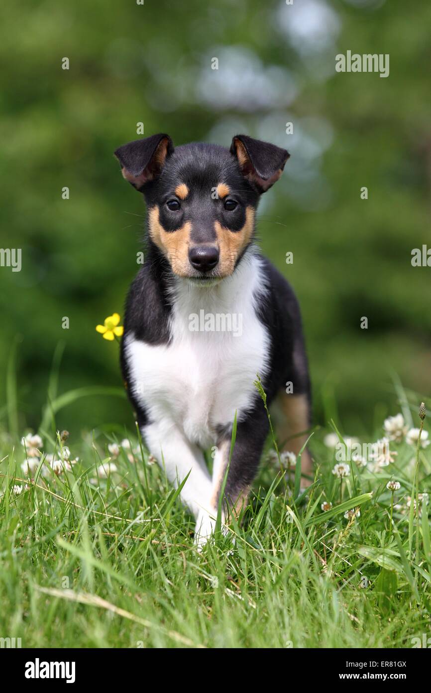 Nevelig de jouwe kans Short haired collie hi-res stock photography and images - Alamy