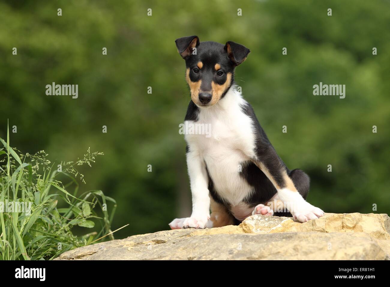 shorthaired Collie Puppy Stock Photo
