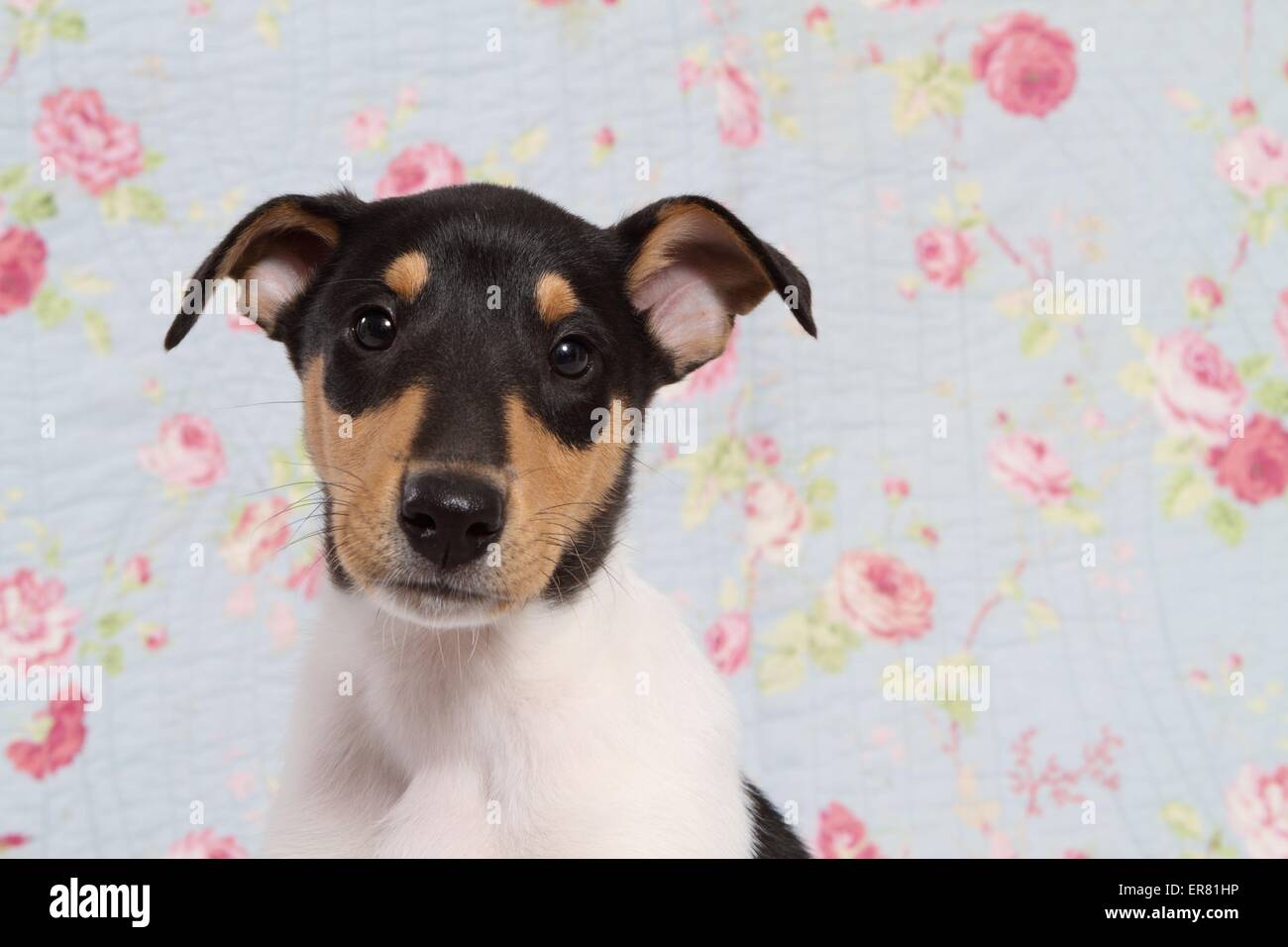 Shorthaired Collie Puppy Stock Photo 83155458 Alamy