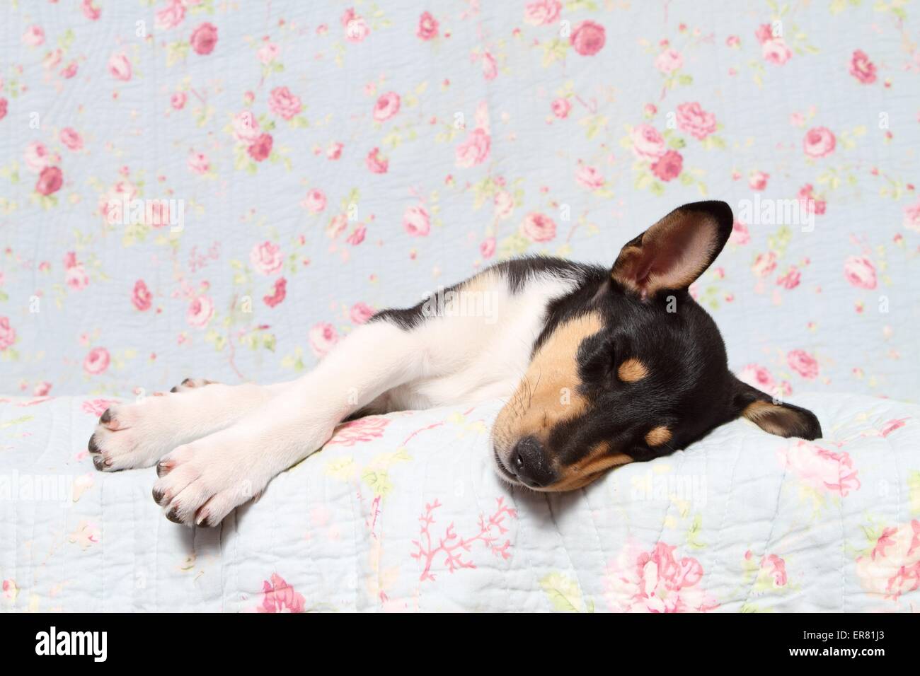 Tired Collie Stock Photos Tired Collie Stock Images Alamy