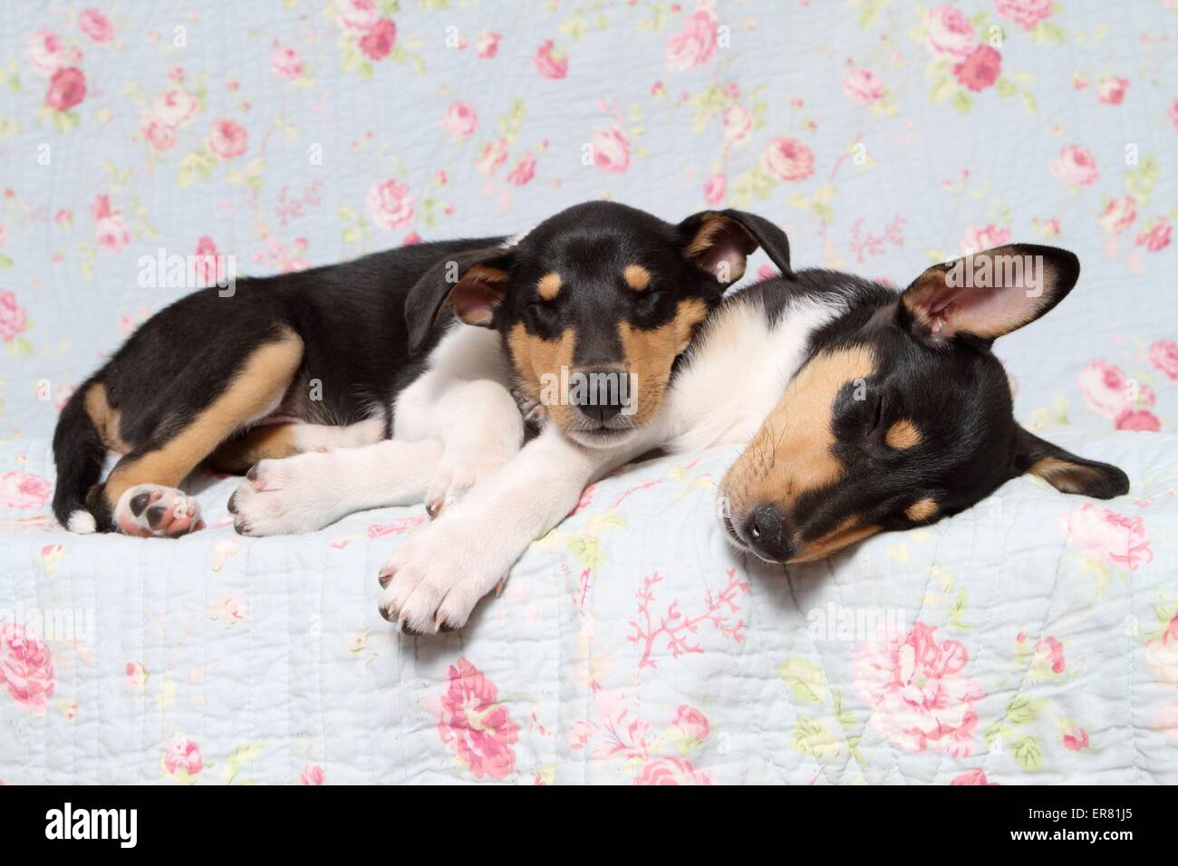 Tired Collie Stock Photos Tired Collie Stock Images Alamy