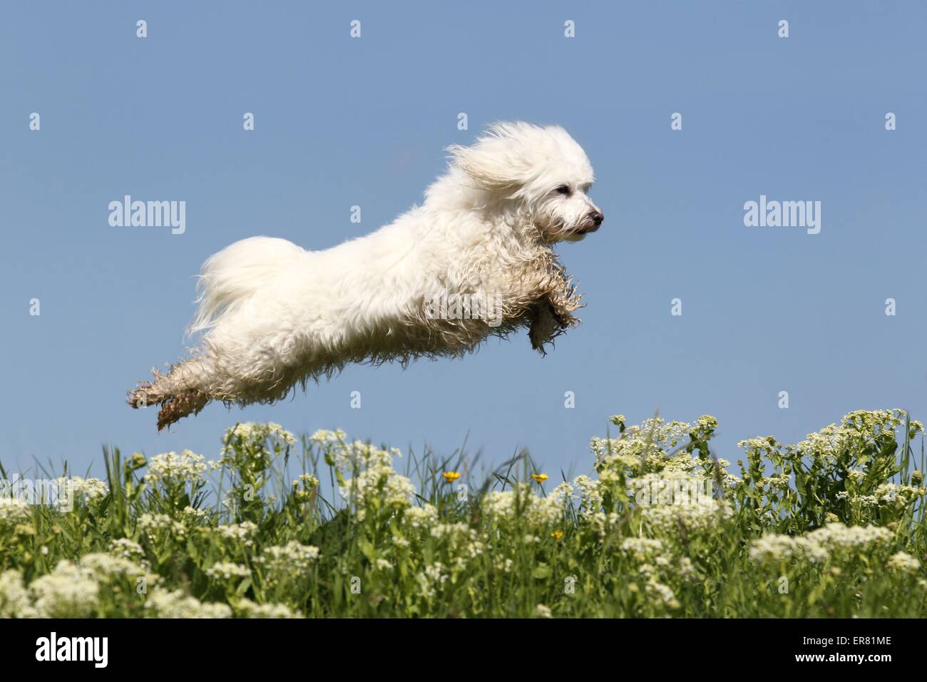 Jumping Maltese Stock Photo Alamy