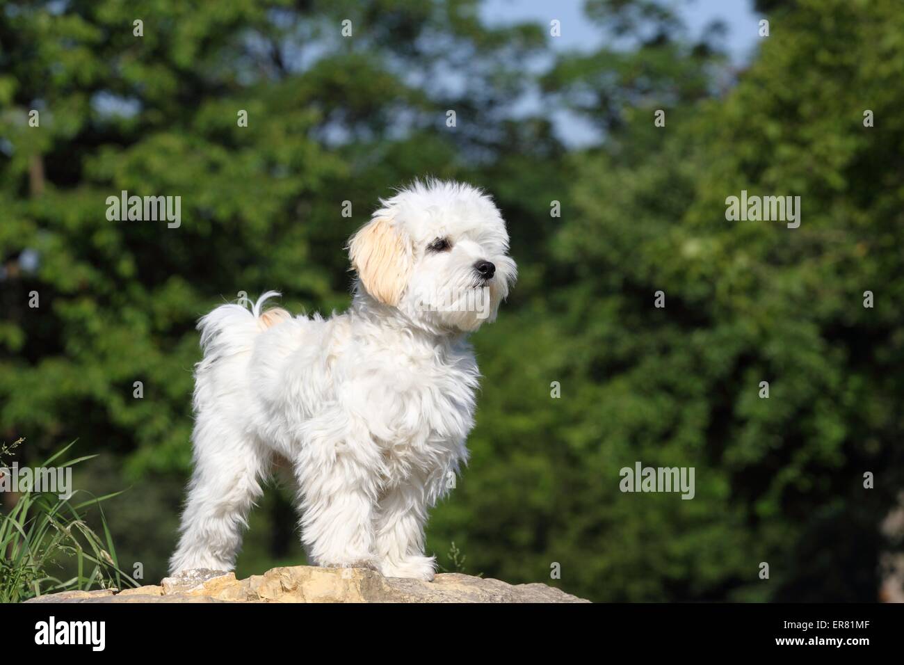 Maltipoo Stock Photo