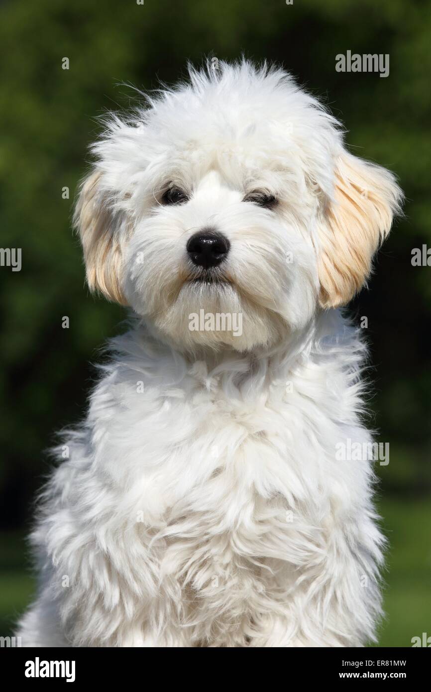 chocolate maltipoo full grown