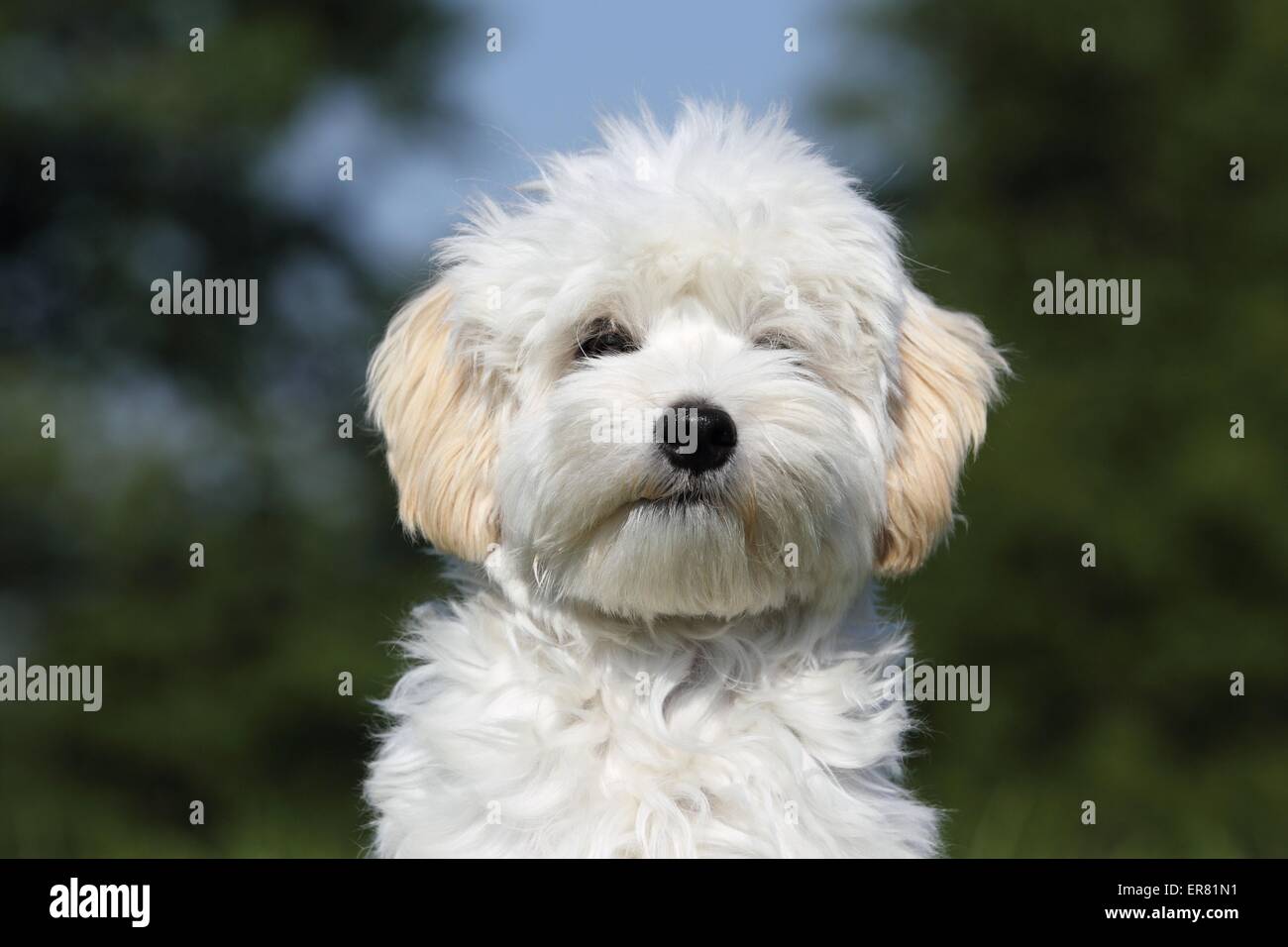 Maltipoo Portrait Stock Photo