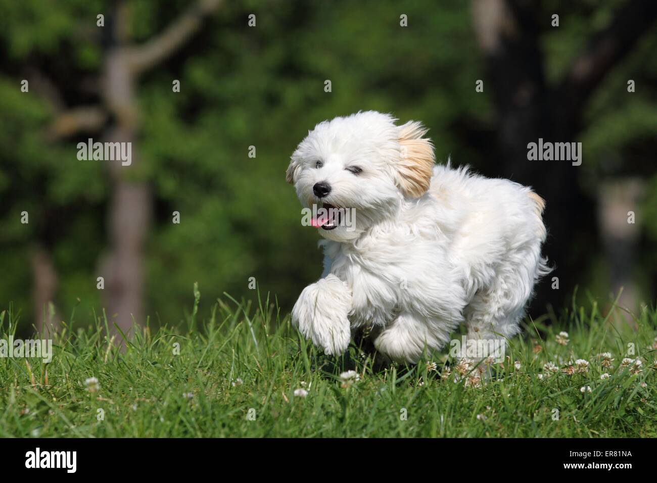 Maltipoo hires stock photography and images Alamy