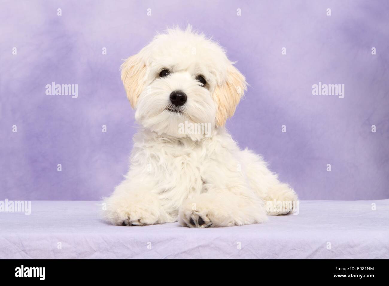 lying Maltipoo Stock Photo