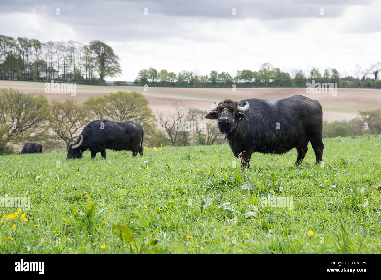 Water buffalo hires stock photography and images Alamy
