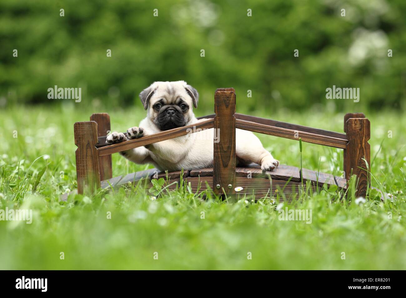 pug puppy Stock Photo
