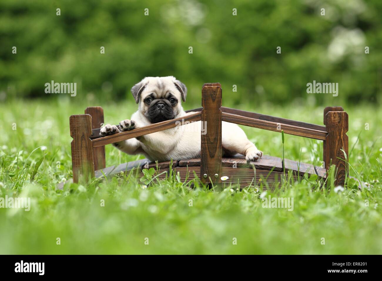 pug puppy Stock Photo