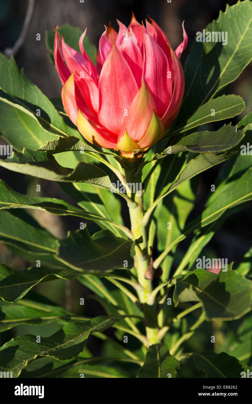 The early stages of a flowering Waratah (Telopea speciosissima)  Valley of the Waters Nature Track Blue Mountains National Park Stock Photo