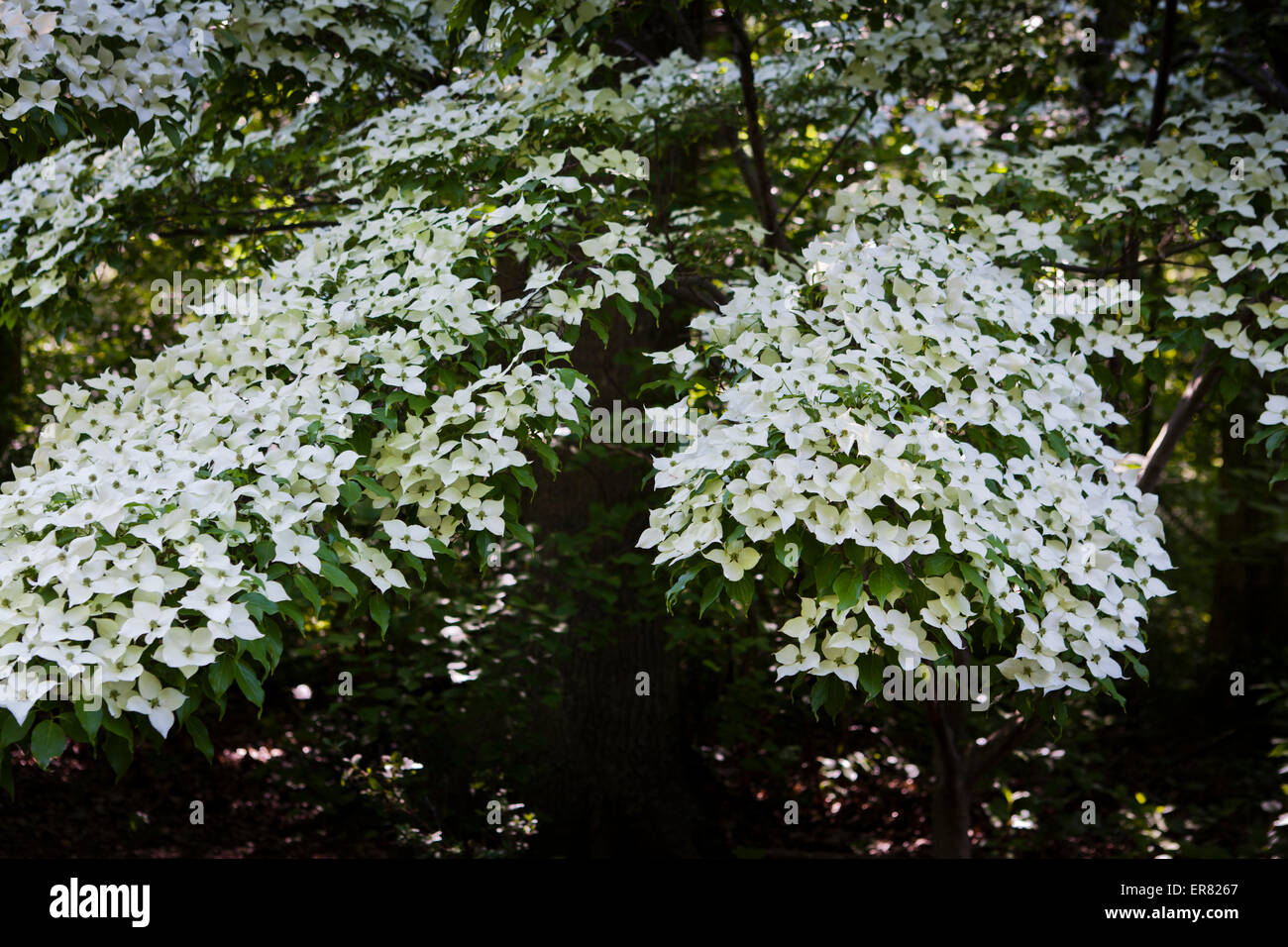 Kousa dogwood (Cornus kousa) in full bloom - Virginia, USA Stock Photo