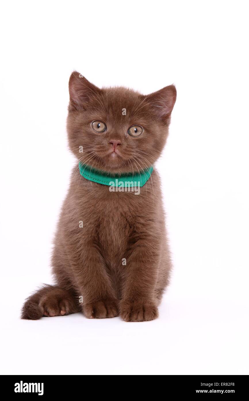 British Shorthair kitten Stock Photo Alamy