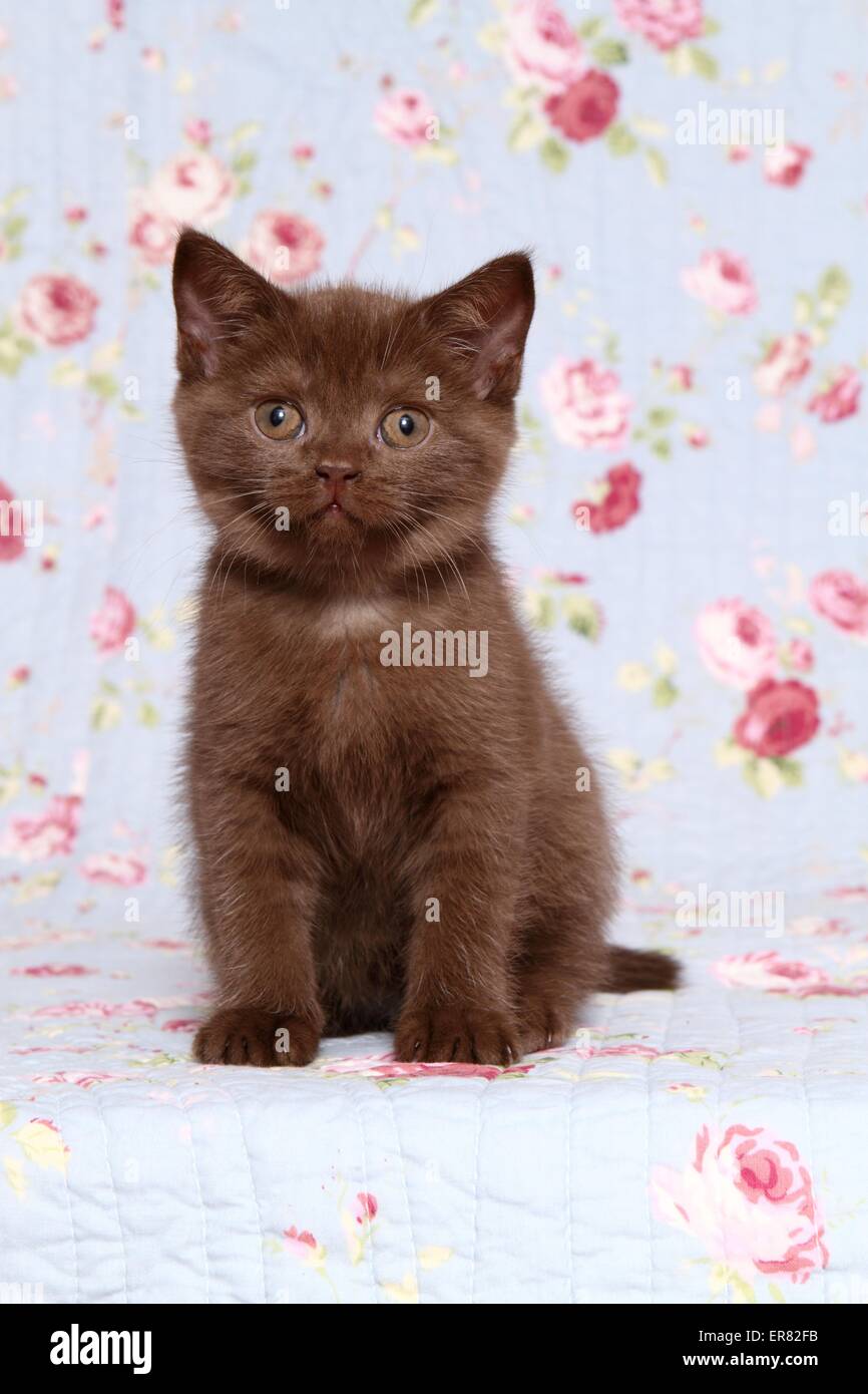 British Shorthair kitten Stock Photo