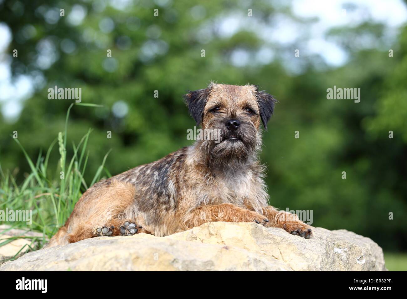 Border terrier adult hi-res stock photography and images - Alamy