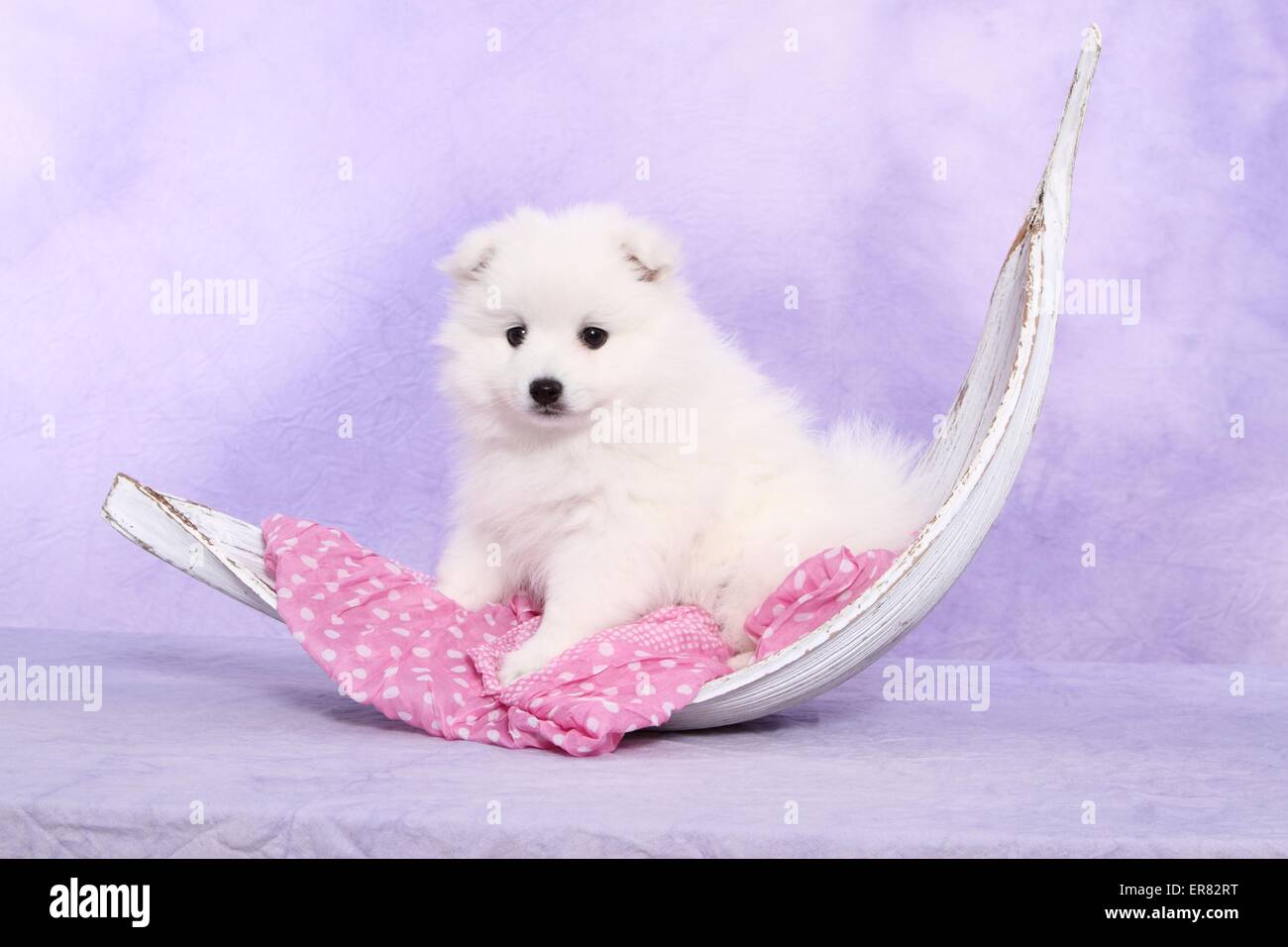 japanese pomeranian puppy Stock Photo
