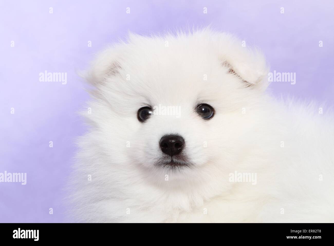 japanese pomeranian puppy Stock Photo