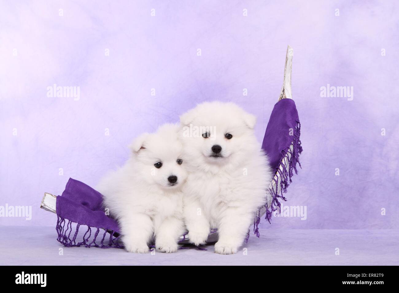 japanese pomeranian puppies Stock Photo