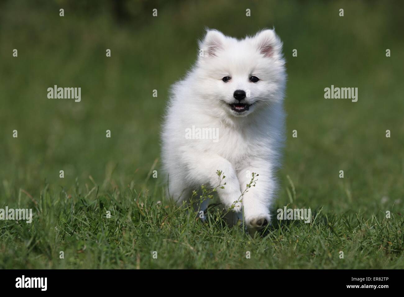 Japanese Pomeranian Puppy High Resolution Stock Photography And Images Alamy Japanese Pomeranian Puppy High Resolution Stock Photography And Images Alamy