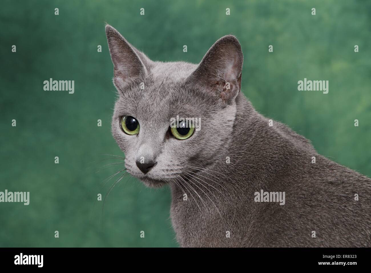 Russian blue portrait Stock Photo