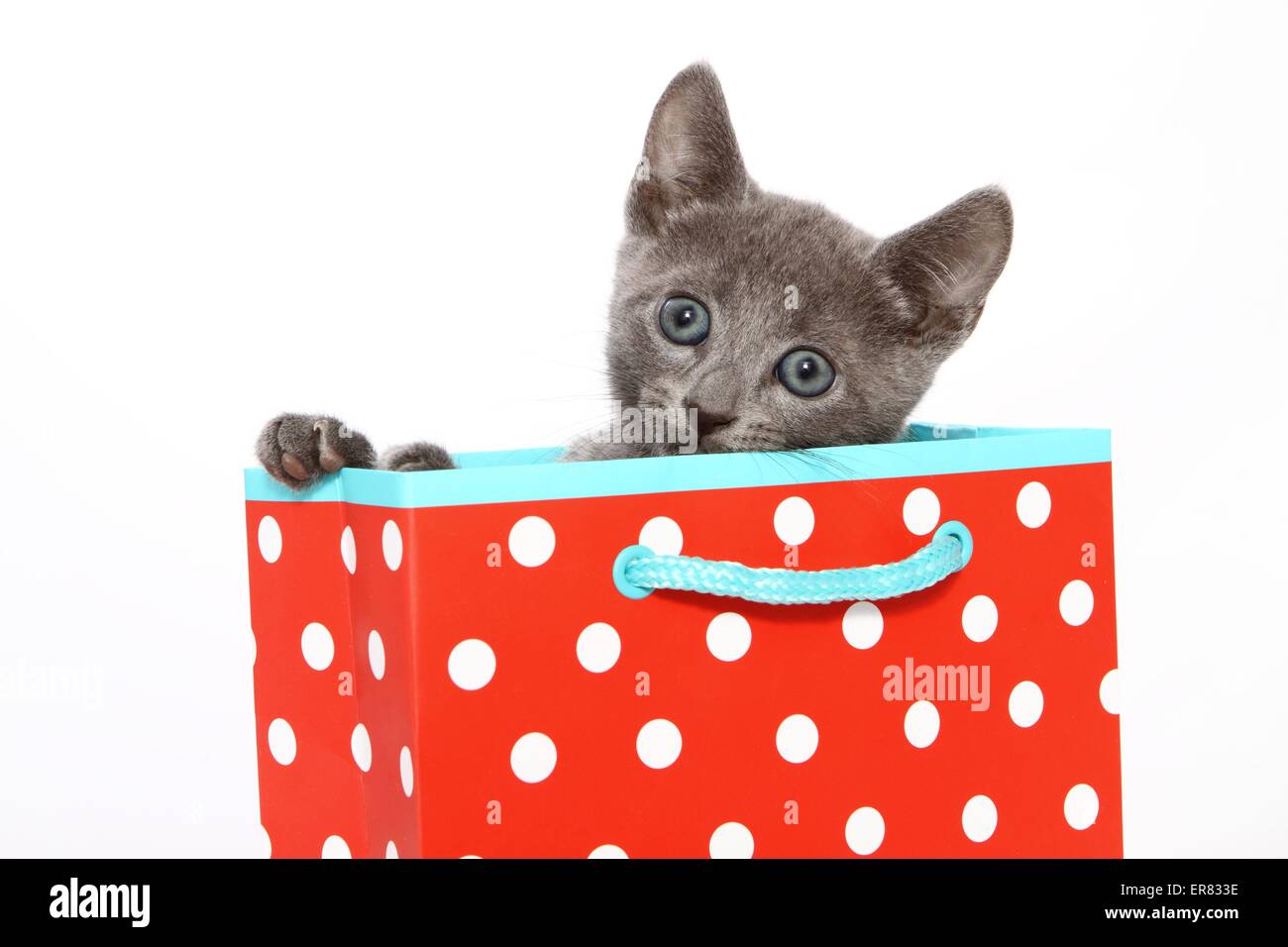 Russian Blue Pedigree Cat Short Hair Stock Photos Russian Blue