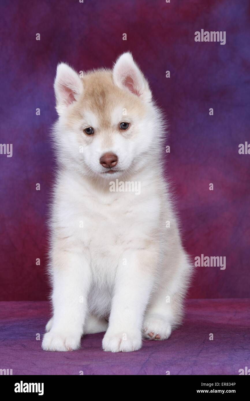 Siberian Husky Puppy Stock Photo