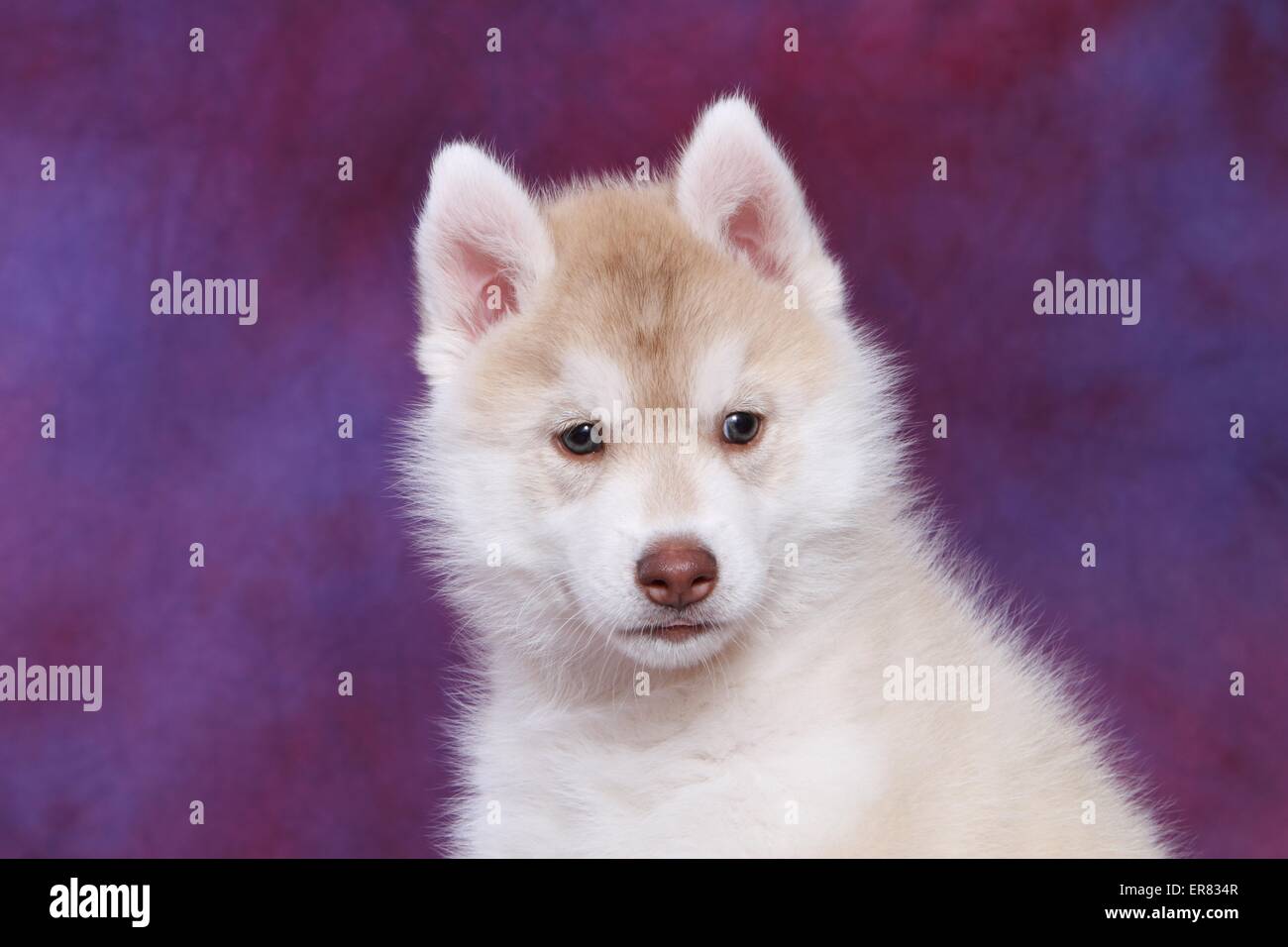 Siberian Husky Puppy Stock Photo