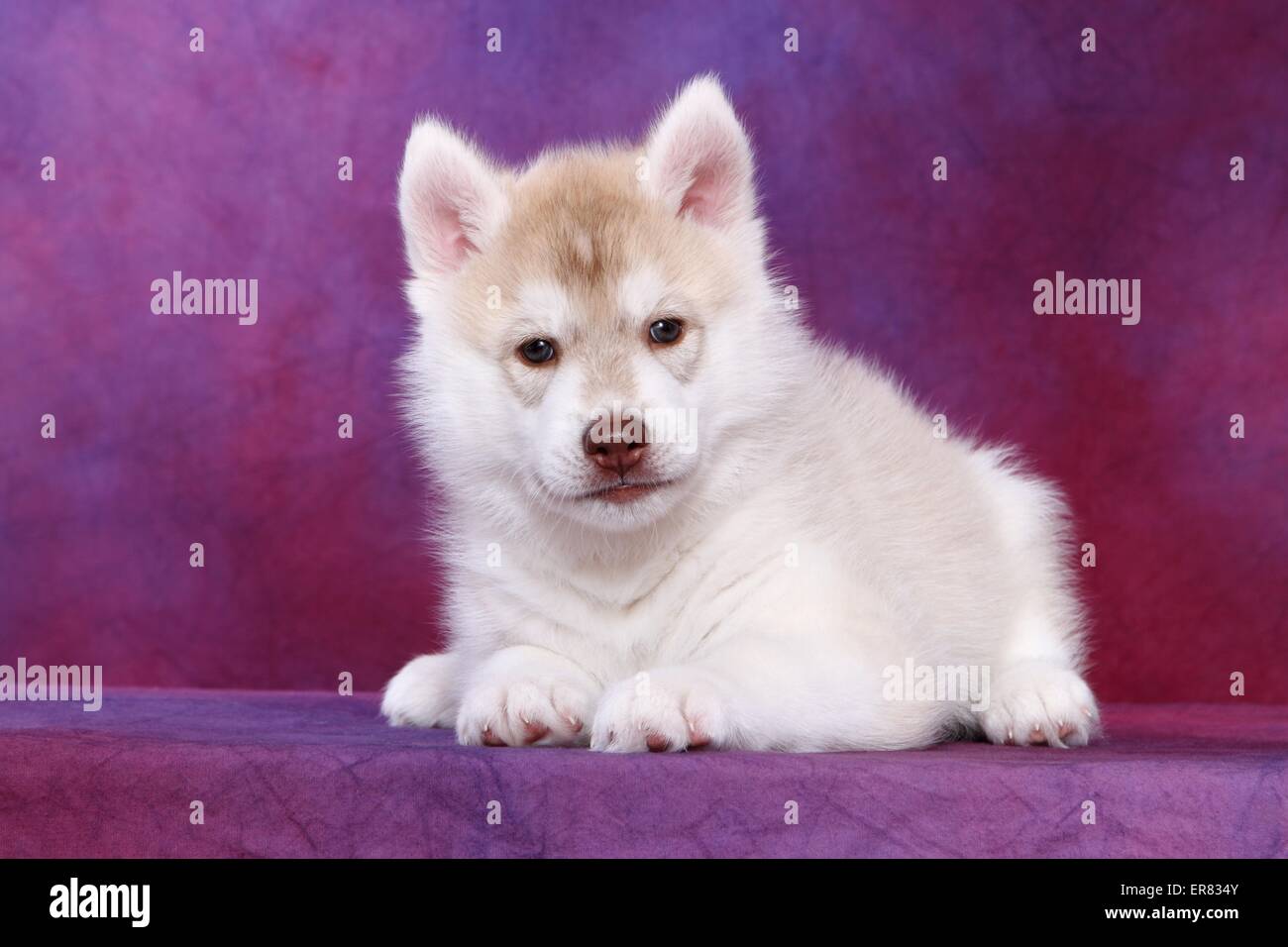 Siberian Husky Puppy Stock Photo