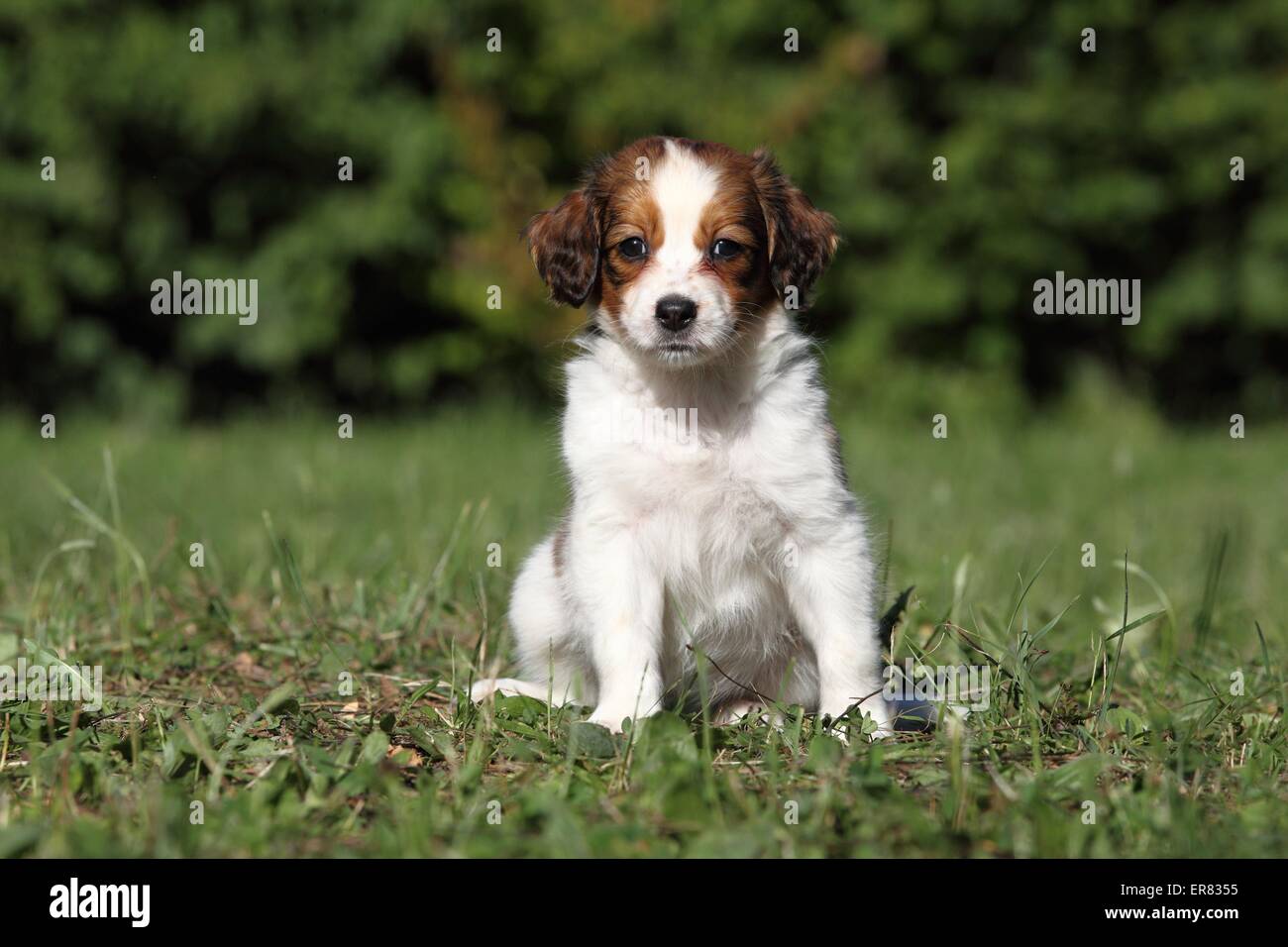 Kooikerhondje puppy Stock Photo
