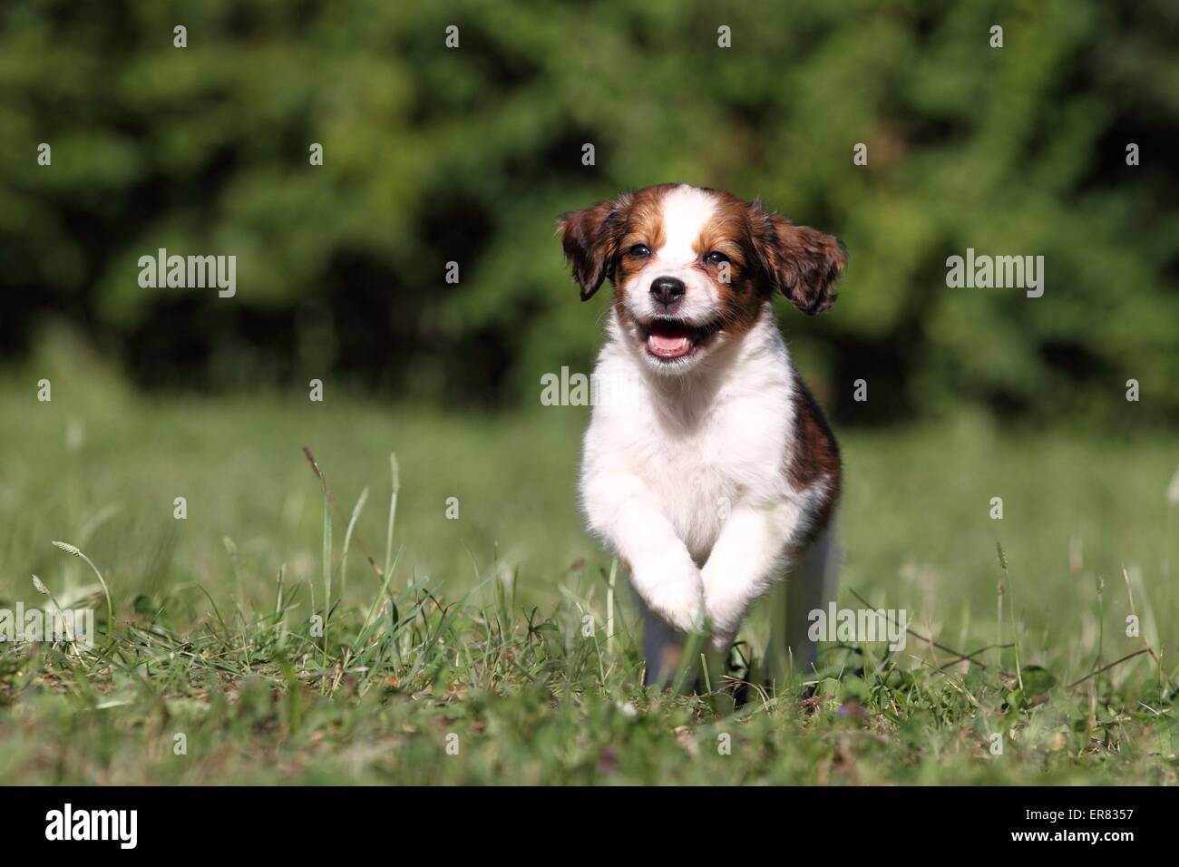 Kooikerhondje puppy Stock Photo