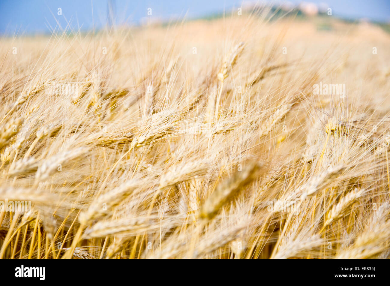 wheat field wheat landscape