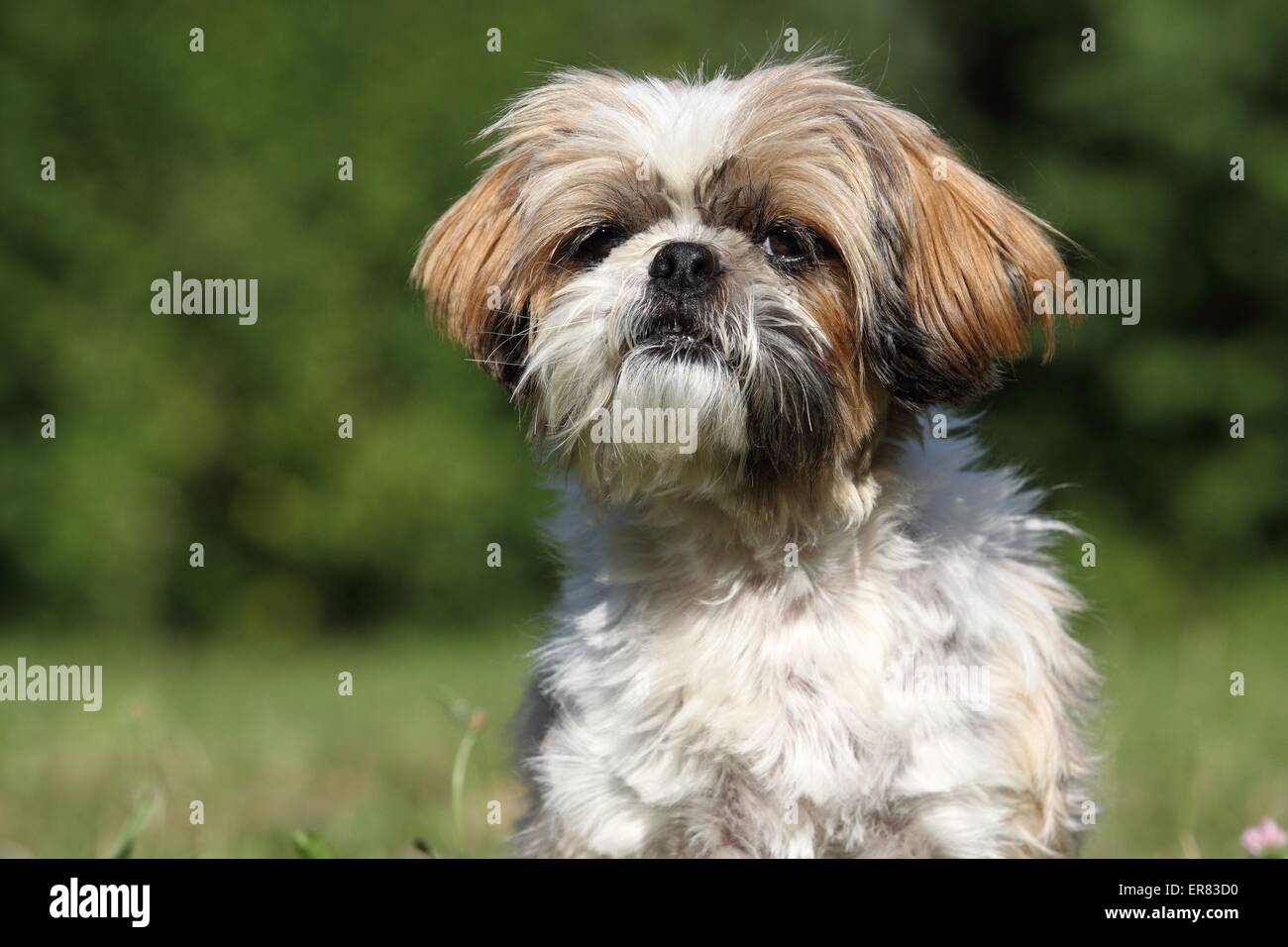 Sitzhu Shih Tzu Portrait Stock Photo - Alamy