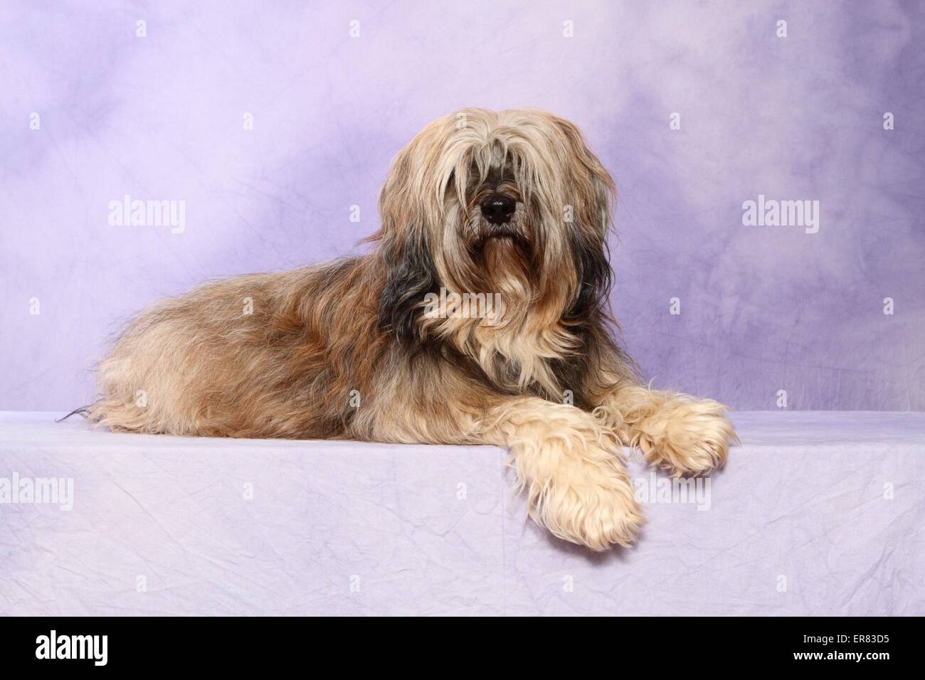 lying Tibetan Terrier Stock Photo