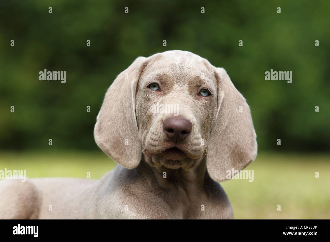 Teacup weimaraner 2025