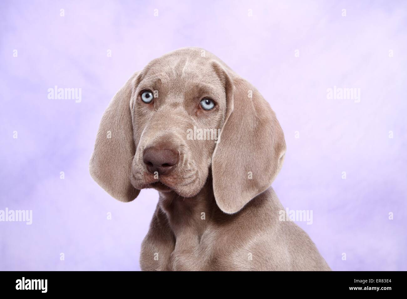 shorthaired Weimaraner puppy Stock Photo