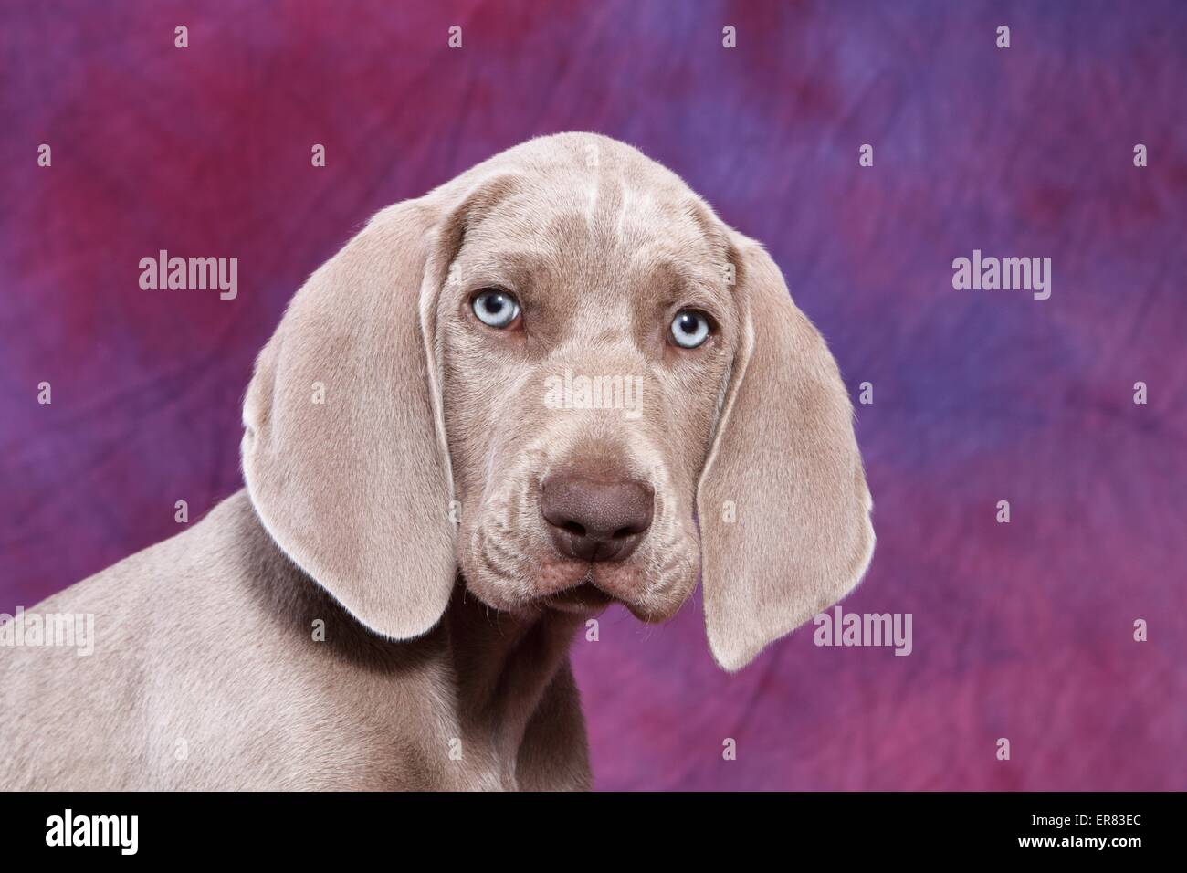 Shorthaired Weimaraner Puppy Stock Photo 83156932 Alamy