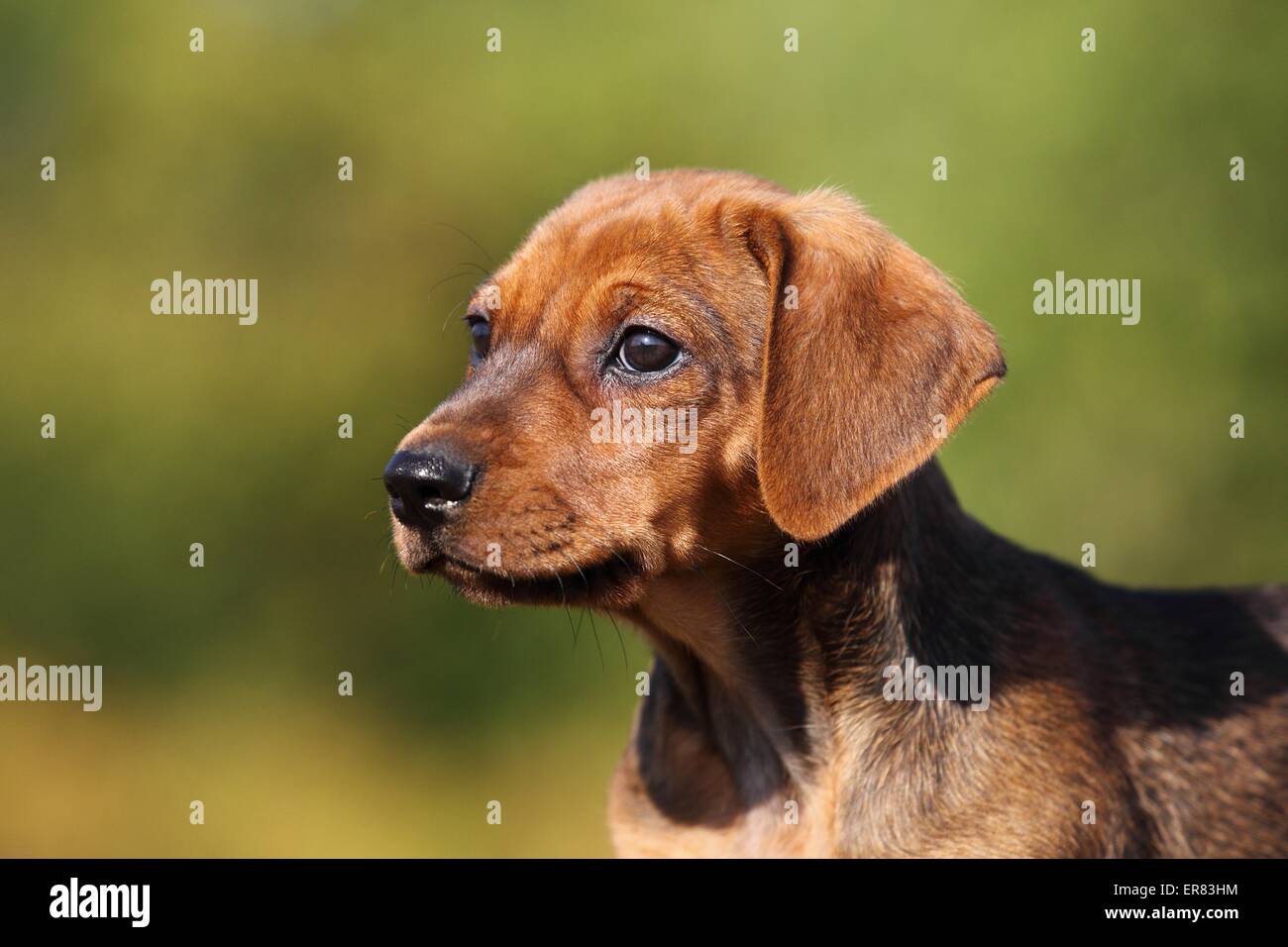 German Pinscher Puppy Stock Photo