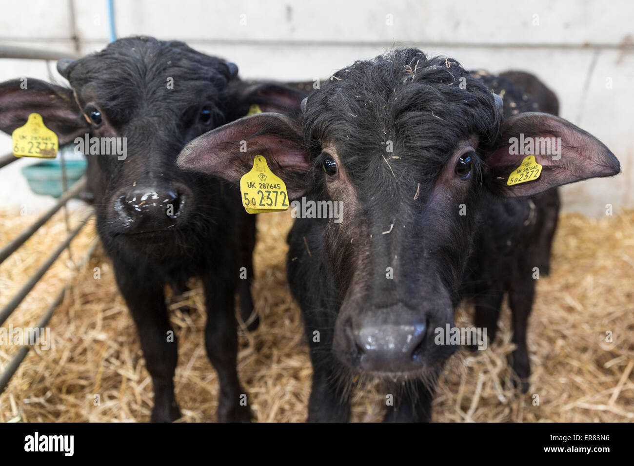 Water buffalo calves at Laverstoke Park Farm, Hampshire, England, UK Stock  Photo - Alamy