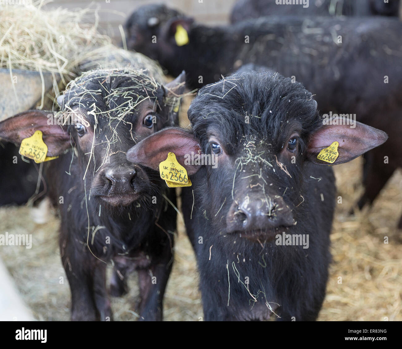 Water buffalo calves at Laverstoke Park Farm, Hampshire, England, UK Stock  Photo - Alamy