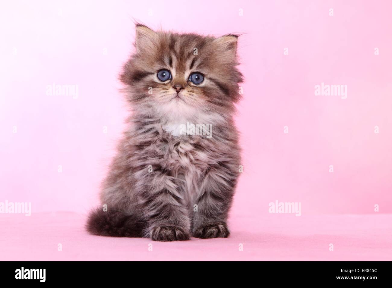 Persian kitten Stock Photo