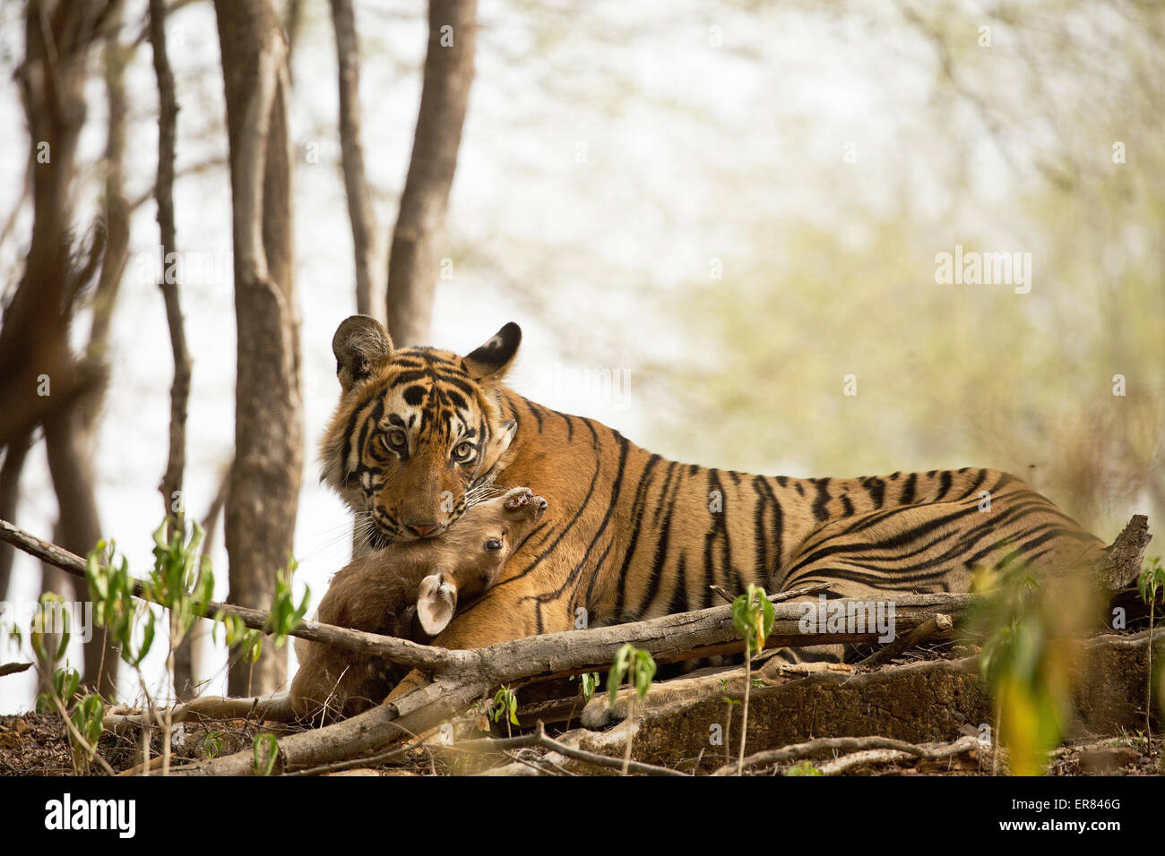 Tiger hunt hi-res stock photography and images - Alamy