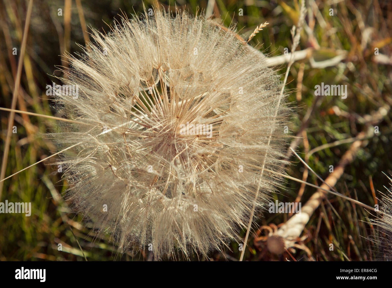 A blooming Goat's Beard. Stock Photo