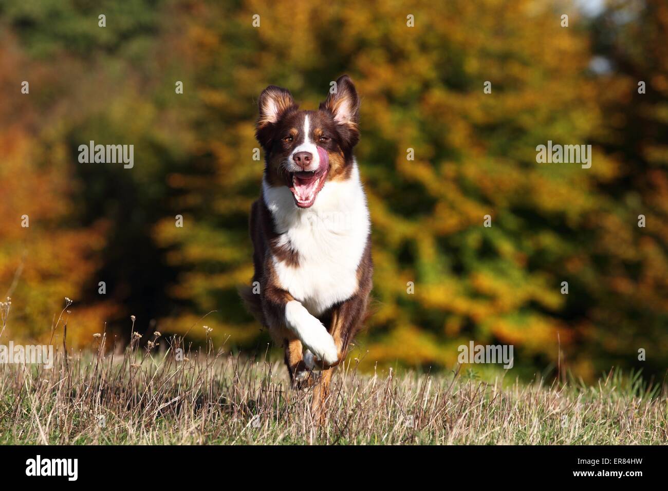 running Australian Shepherd Stock Photo Alamy