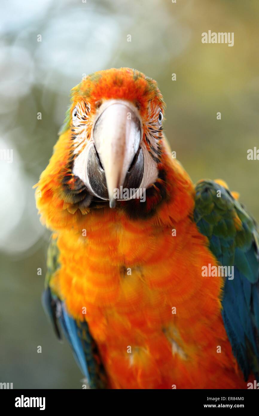 hybrid macaw Stock Photo