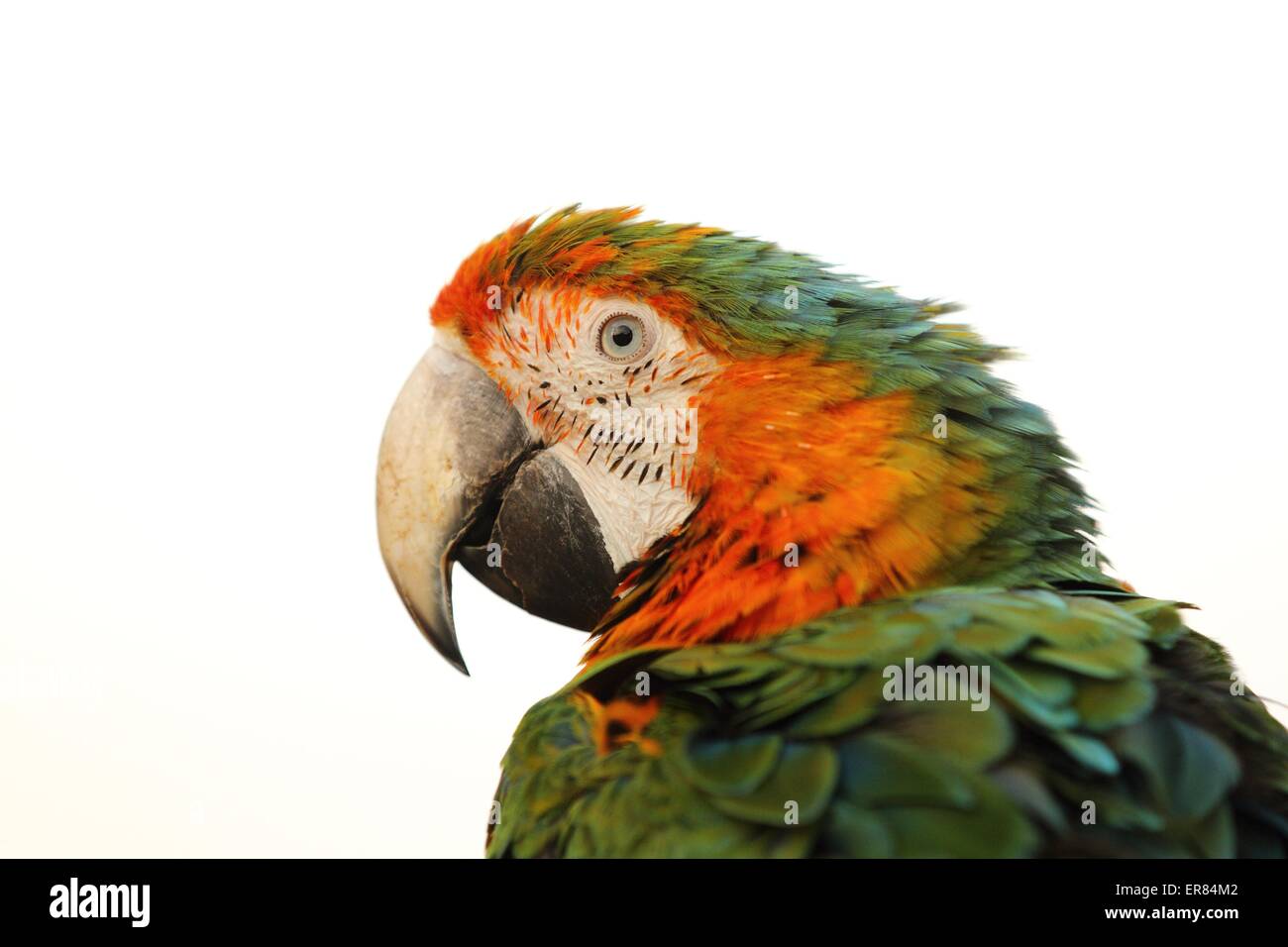 hybrid macaw Stock Photo