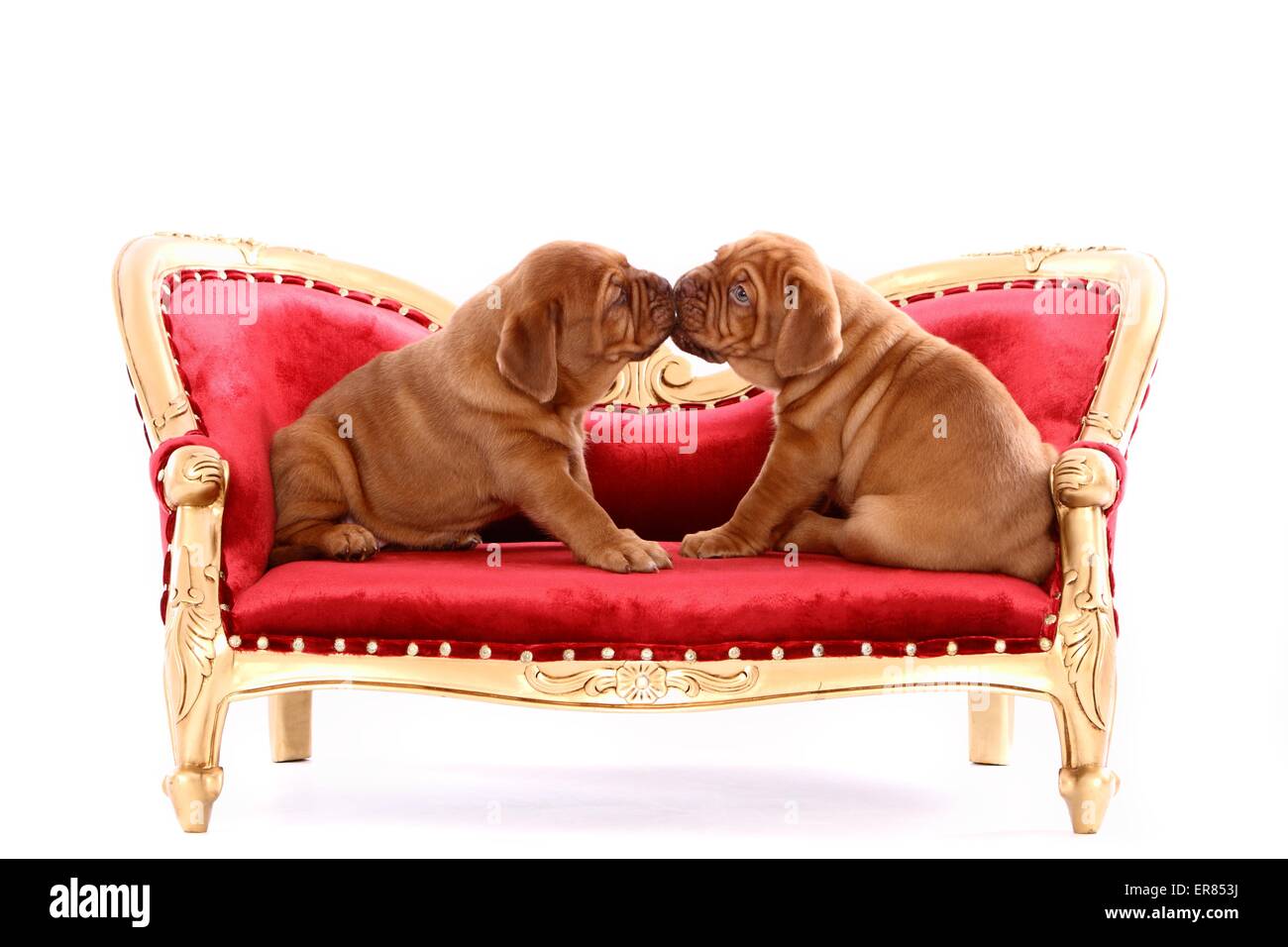 Dogue de Bordeaux Puppies Stock Photo