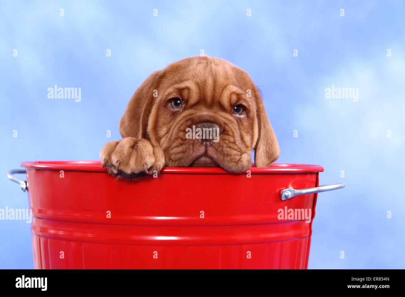Dogue de Bordeaux Puppy Stock Photo Alamy