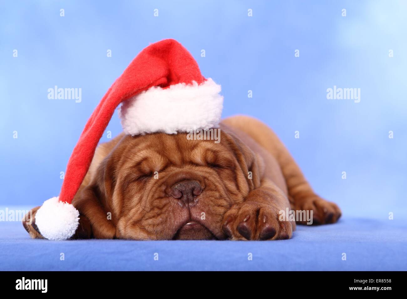 Dogue de Bordeaux Puppy Stock Photo