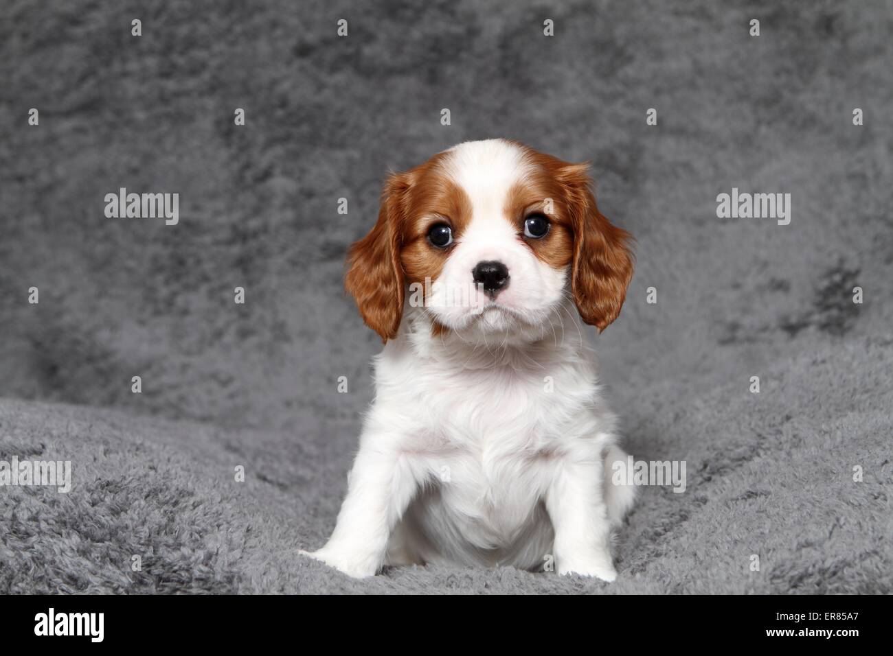 Cavalier King Charles Spaniel Puppy Stock Photo